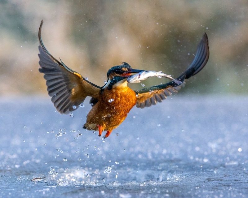 Discover ice fishing demo